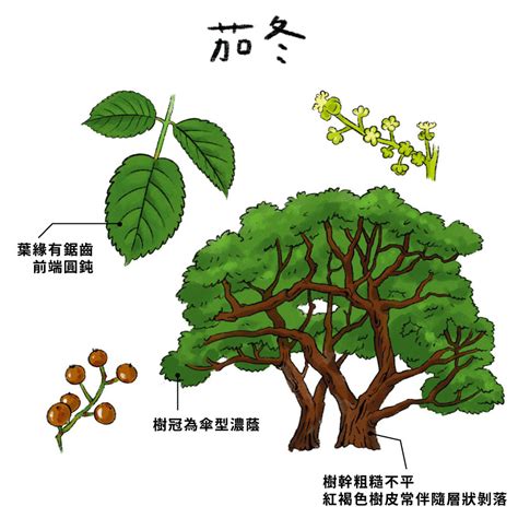 常見樹種|台灣有哪些樹？認識台灣本土樹種 